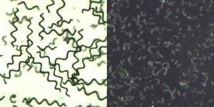 secado de la espirulina