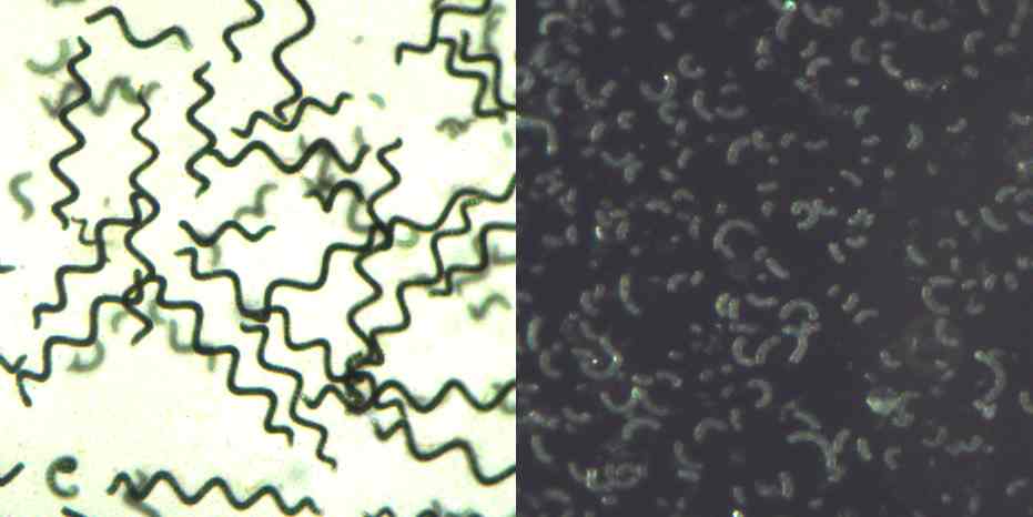 secado de la espirulina