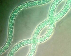 foto filamentos espirulina