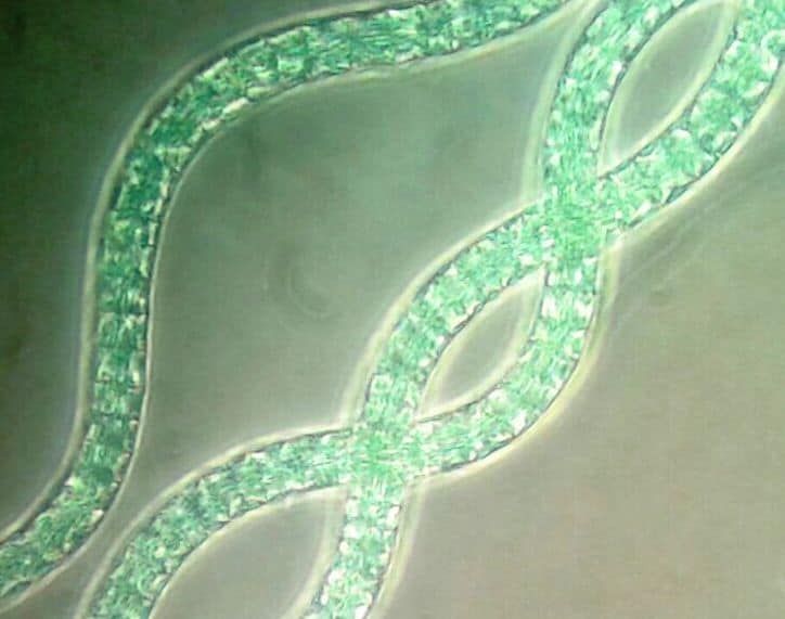foto filamentos espirulina